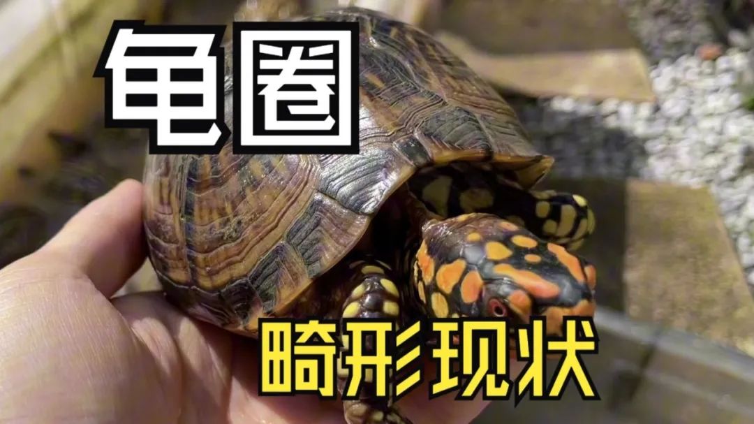 CTB课题推荐 | 以闲鱼为例，探究行为经济学与心理学维度下的交易策略