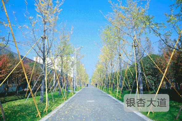 浙江择校|温州森马协和国际学校