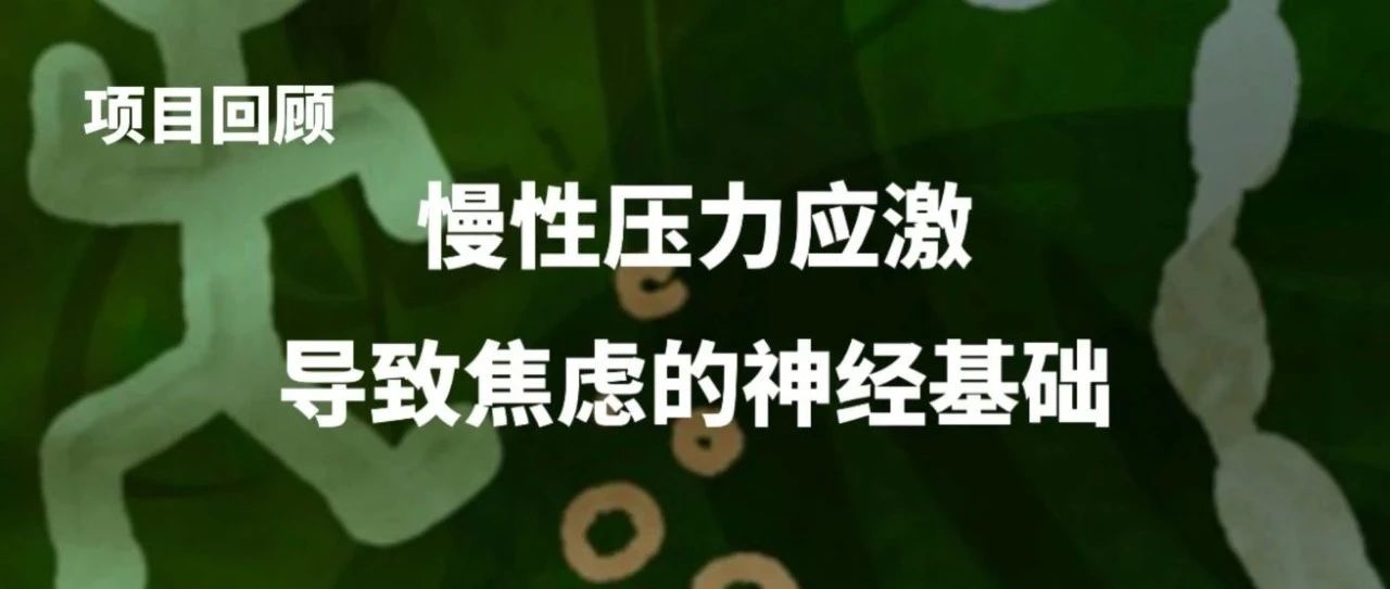 科研项目回顾｜慢性压力应激导致焦虑的神经基础