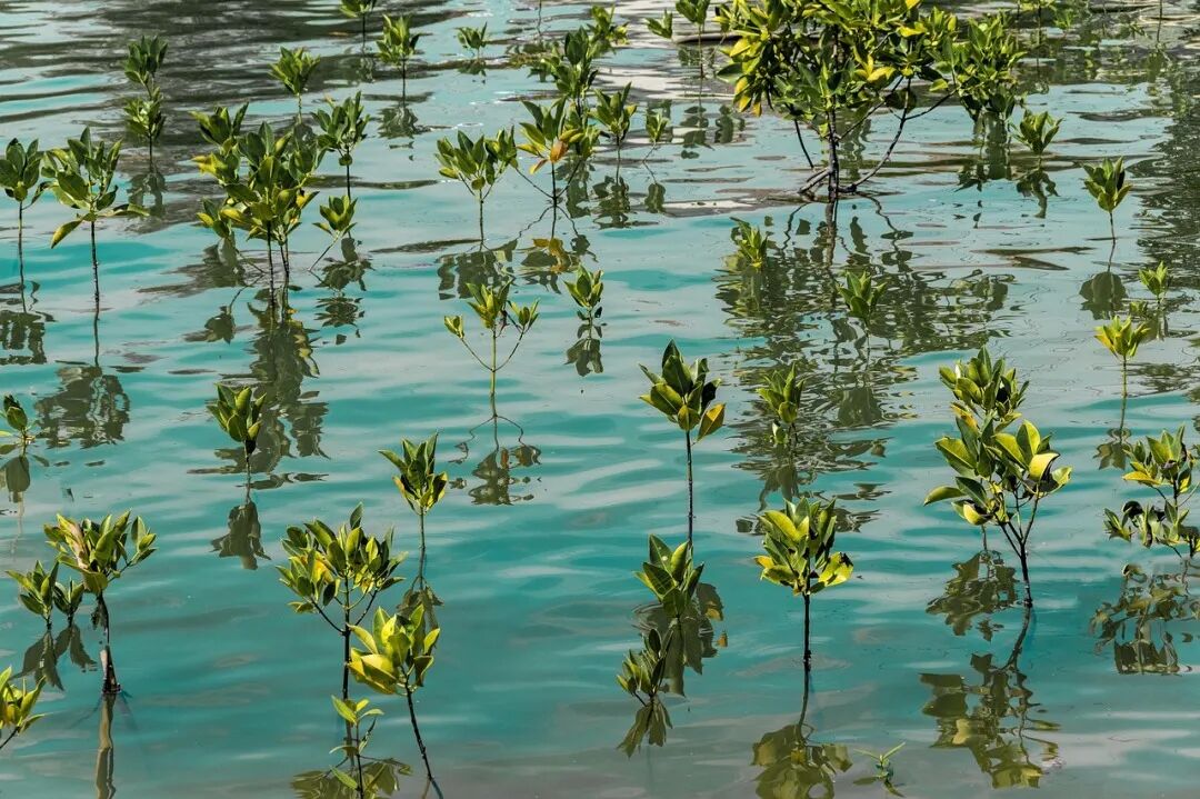 【官宣】阿思丹全球实地研究计划Field-Lab上线！行走中的实地研究与论文发表项目
