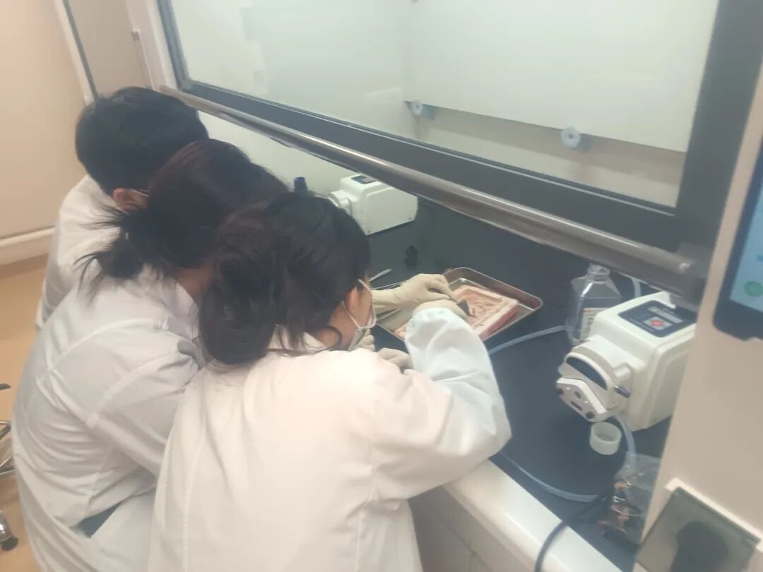 项目回顾｜基于动物模型的成瘾性精神疾病研究