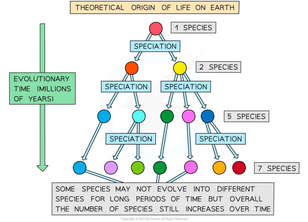 25年改革之后的IB生物该如何拿7分