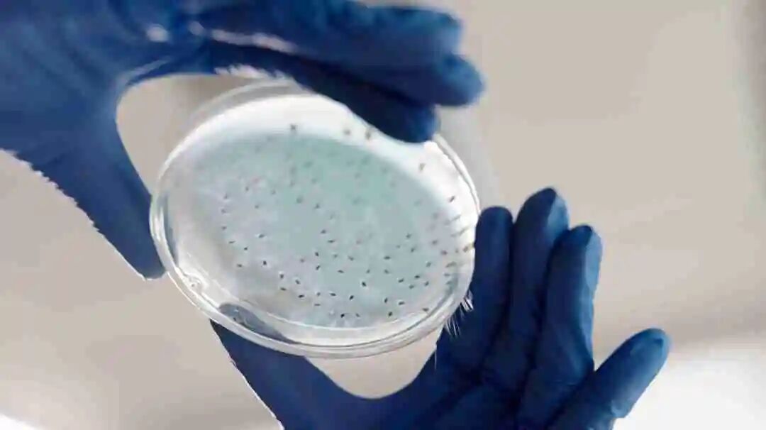 科研合集：医学/生物/分子生物学/基因工程...一席难求的实验室科研项目，速进！