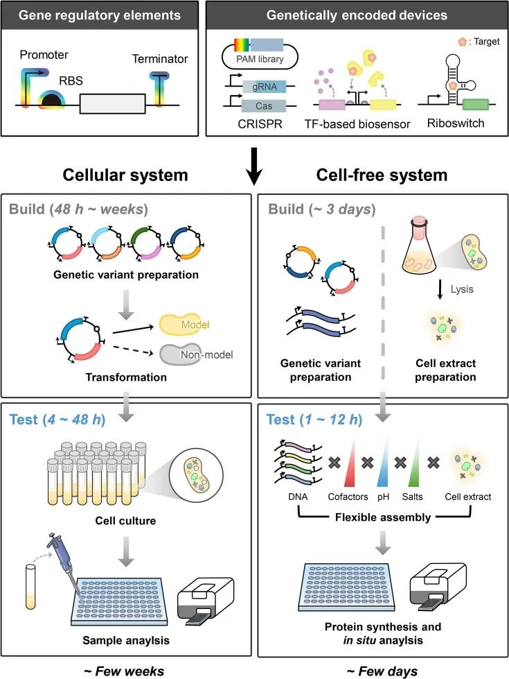 文献分享 | 无细胞系统：一种用于代谢工程快速原型制作的合成生物学工具