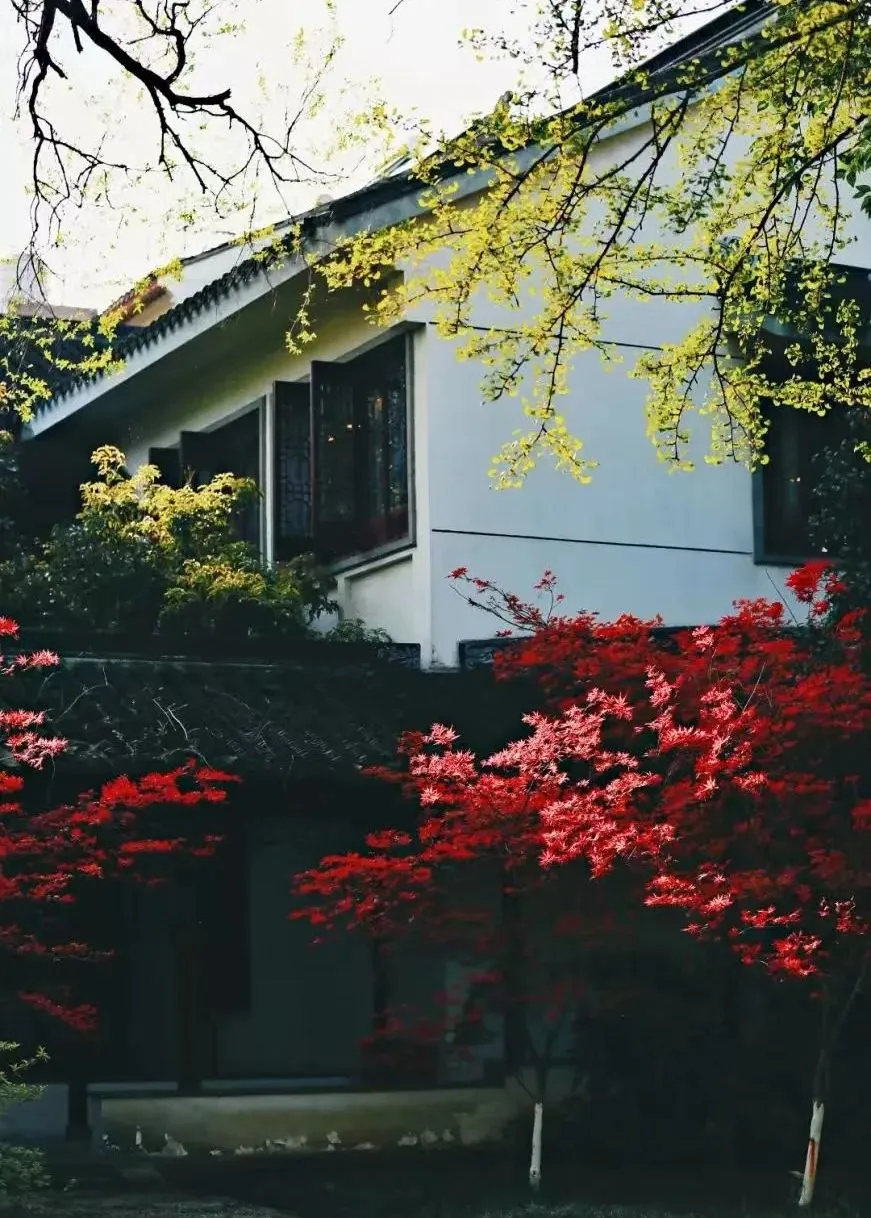 苏州香港DSE高中｜省苏州十中香港DSE课程2026年招生简章！三大升学路径，面向全球升学！