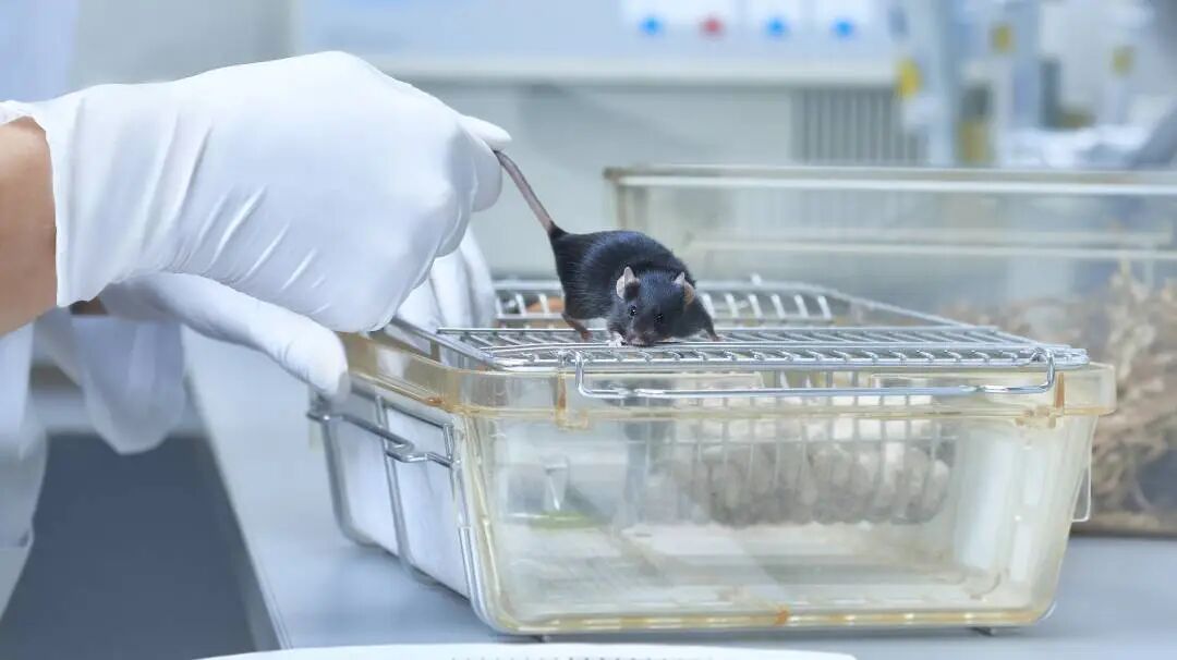 科研合集：医学/生物/分子生物学/基因工程...一席难求的实验室科研项目，速进！