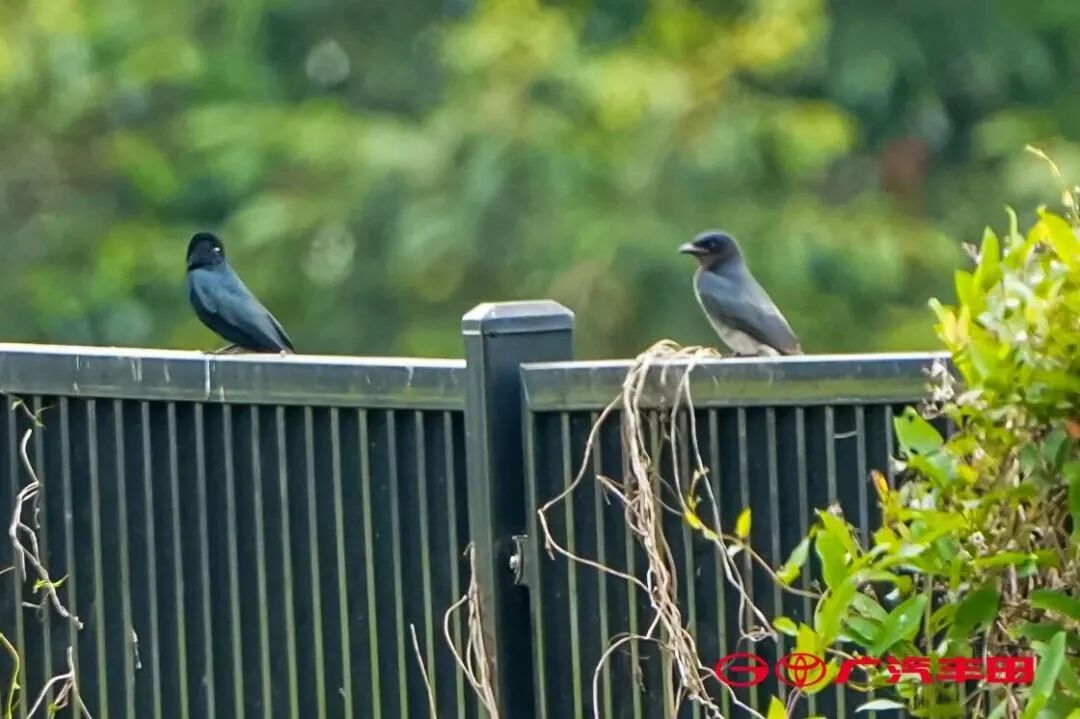 全球实地研究与论文发表计划Field-Lab上线！不止于发表的研究，用行动回应社会议题