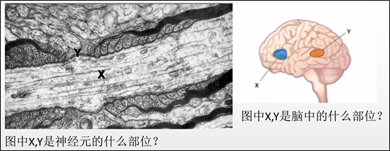 Brain Bee脑科学活动全面解析