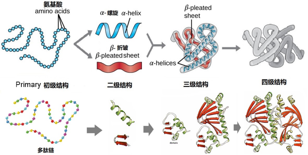 25年改革之后的IB生物该如何拿7分