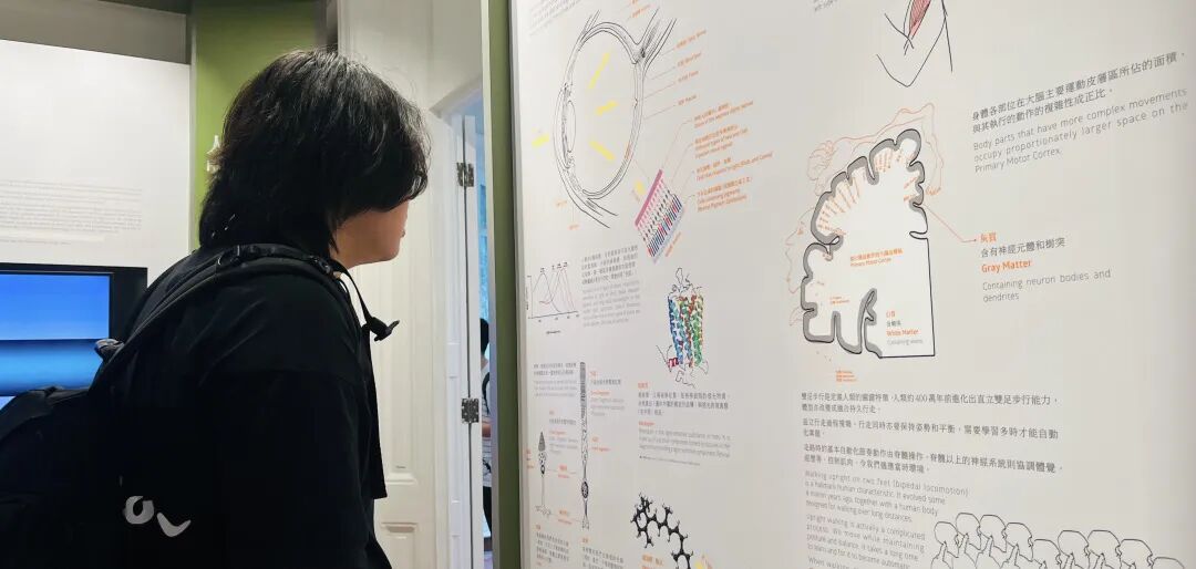 香港大学医学类名校课程：对医学与生命科学感兴趣的同学不可错过