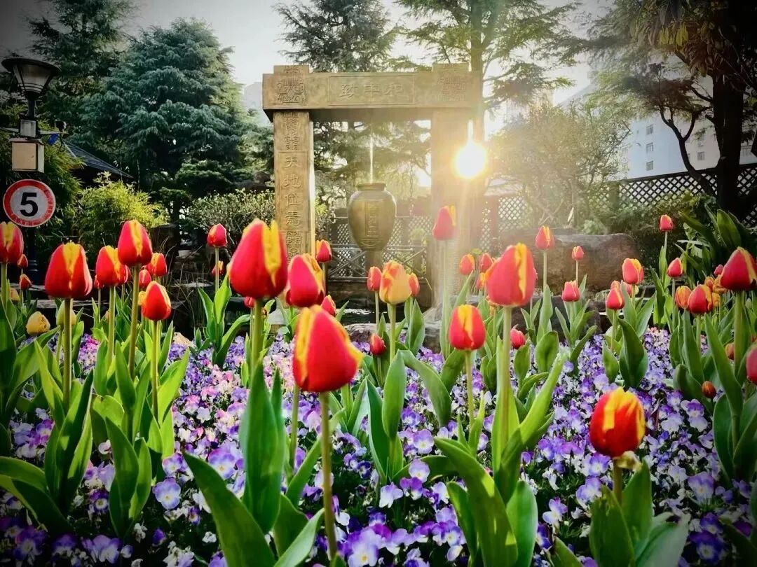 上海国际学校|上海市西南位育中学国际部