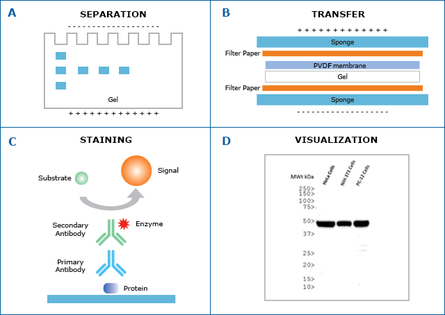 2026联赛备考丨快速掌握生物技术和微生物六大高频考点