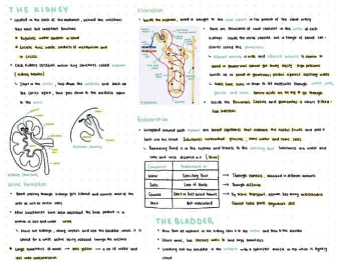 IGCSE生物考什么?IG生物难在哪里?IGCSE生物备考从C到A*找机构IGCSE辅导 IGCSE生物考什么?IG生物难在哪里?IGCSE生物备考从C到A*找机构IGCSE辅导
