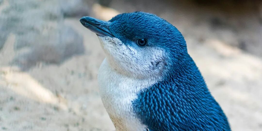 2025秋冬志愿者项目,学科知识解决社会议题 2025秋冬志愿者项目,学科知识解决社会议题