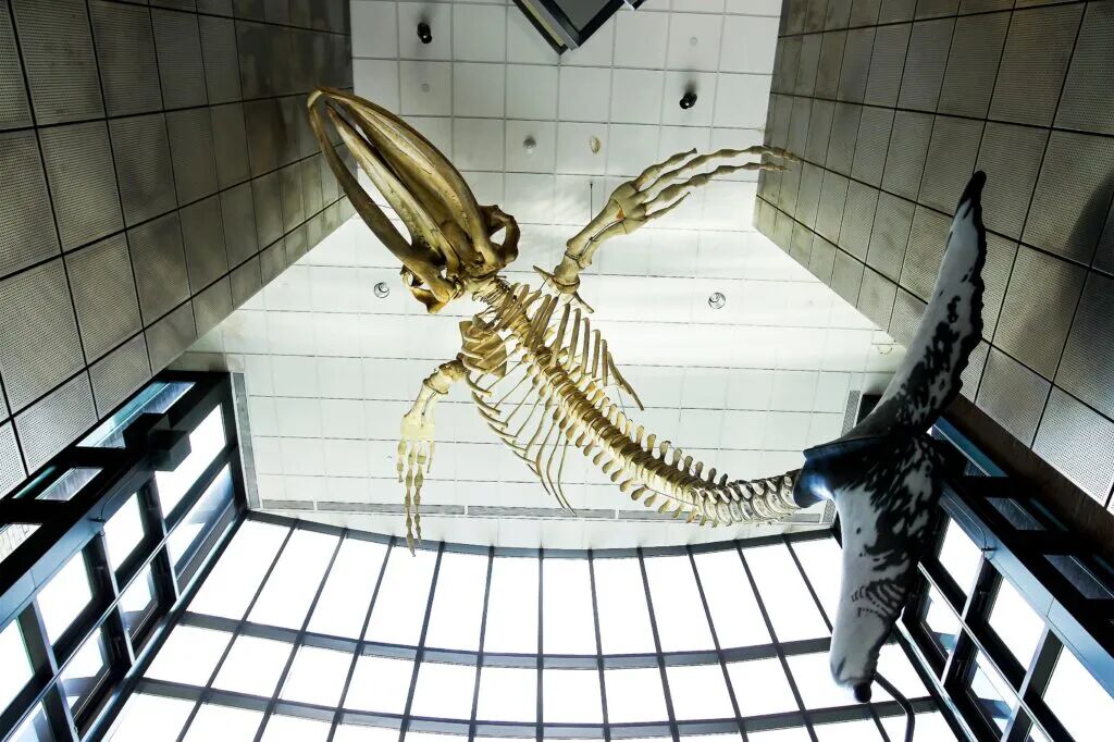 美高科学课能多有趣？古生物、造船、破案…课程深度直逼大学！