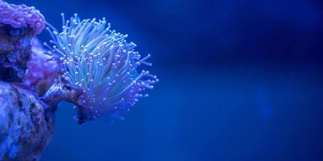 2025秋冬志愿者项目,学科知识解决社会议题 2025秋冬志愿者项目,学科知识解决社会议题