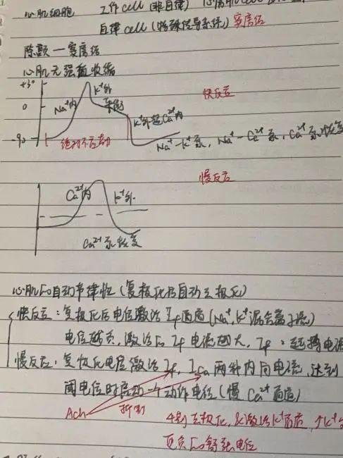 【国际|竞赛】2026 Brain Bee，高含金量“申请利器”，为你打开神经科学大门！