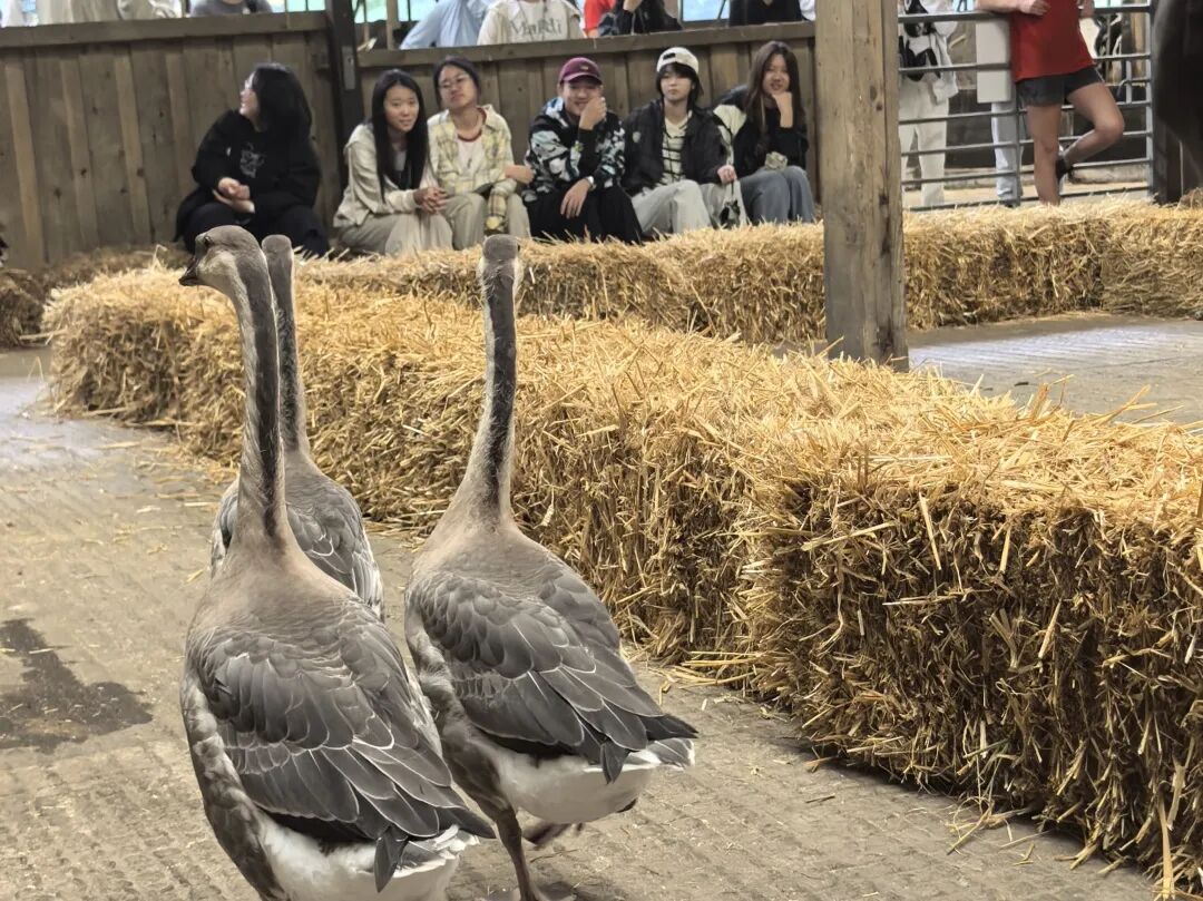 【9年级及以上】开启你的全球菁英之路!五大项目地任你Pick,还有UCAS认证加持! 【9年级及以上】开启你的全球菁英之路!五大项目地任你Pick,还有UCAS认证加持!
