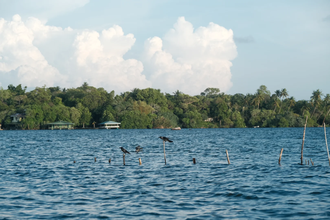 【赤道瑰宝·斯里兰卡】伫立“赤道之心”,开启一场环岛自然生物与人文的深度考察! 【赤道瑰宝·斯里兰卡】伫立“赤道之心”,开启一场环岛自然生物与人文的深度考察!