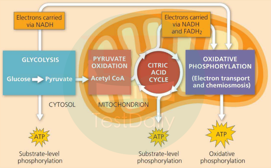 生物类专业申请者“必刷”的BBO——金奖大佬的宝藏经验狠狠码住！