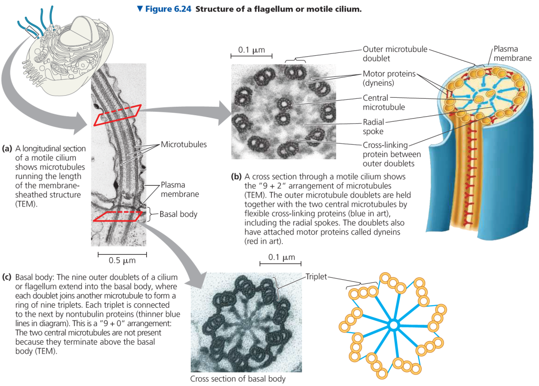 机构剑桥名师讲生竞—细胞骨架解析!USABO/BBO/BrainBee国际生物竞赛辅导宝藏老师带你攻克重难点! 机构剑桥名师讲生竞—细胞骨架解析!USABO/BBO/BrainBee国际生物竞赛辅导宝藏老师带你攻克重难点!