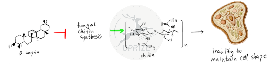 2025iGEM全球亚军！｜从根腐病“传统药方”到创新的“特攻方案”！揭秘iGEM小队的夺亚之旅！