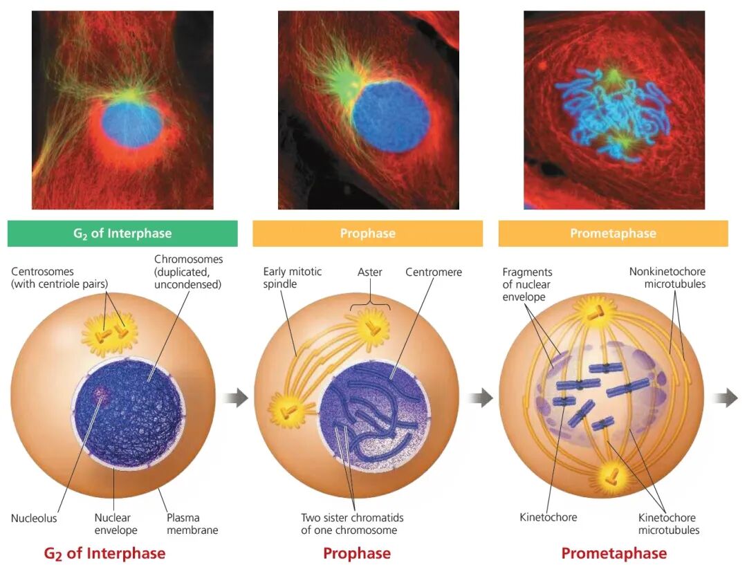 【机构剑桥名师讲生竞】细胞生物学—细胞分裂详解！附机构生物竞赛直通车课程培训~