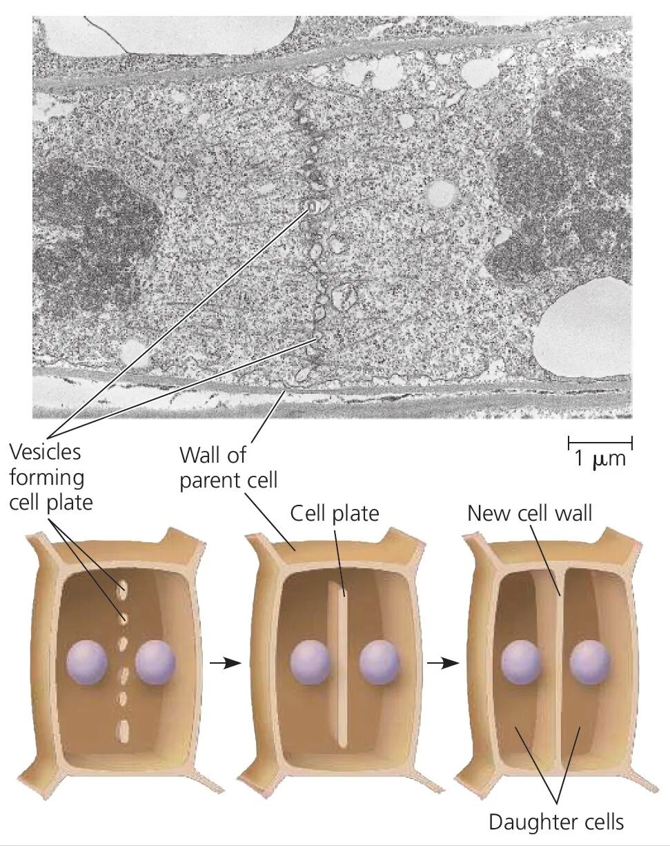 【机构剑桥名师讲生竞】细胞生物学—细胞分裂详解！附机构生物竞赛直通车课程培训~