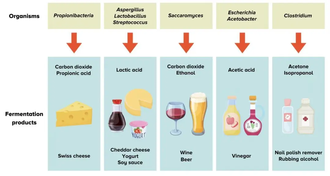 欧洲留学 | 把科学酿进生活里：葡萄酒工程! 英语联申(荷兰/瑞典/丹麦/意大利/法国）