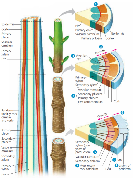 机构剑桥名师讲生竞——植物茎的初生生长与次生生长详解！附USABO和BBO生物竞赛课程培训！