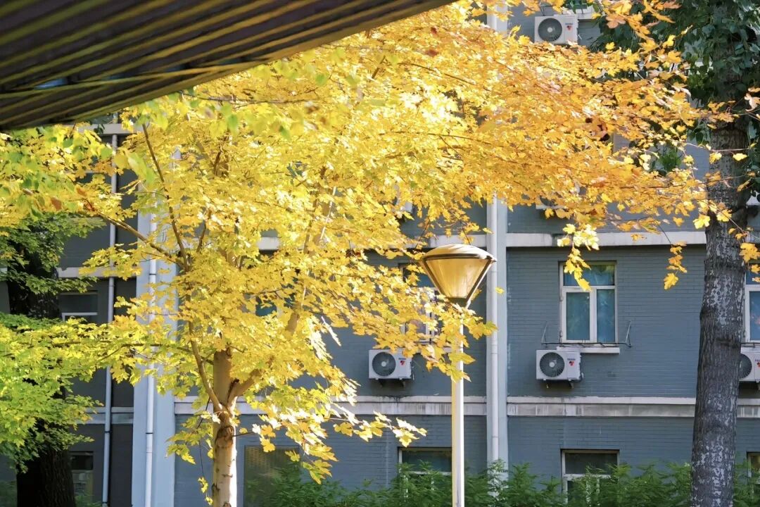 澳洲留学|北京外国语大学1+3（免雅思）澳洲八大名校2026春季班