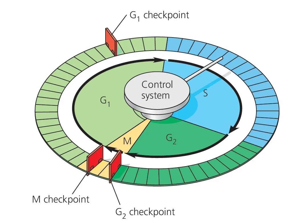 【机构剑桥名师讲生竞】细胞生物学—细胞分裂详解！附机构生物竞赛直通车课程培训~