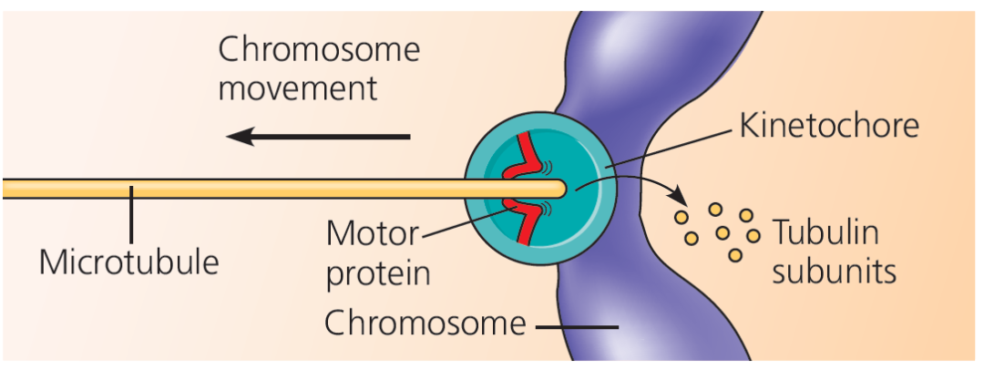 机构剑桥名师讲生竞—细胞骨架解析!USABO/BBO/BrainBee国际生物竞赛辅导宝藏老师带你攻克重难点! 机构剑桥名师讲生竞—细胞骨架解析!USABO/BBO/BrainBee国际生物竞赛辅导宝藏老师带你攻克重难点!