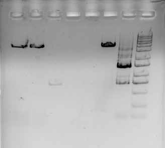 【生物化学科研】利用分子克隆技术用荧光蛋白将细菌进行标记,最后5个坑位! 【生物化学科研】利用分子克隆技术用荧光蛋白将细菌进行标记,最后5个坑位!