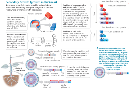 机构剑桥名师讲生竞——植物茎的初生生长与次生生长详解！附USABO和BBO生物竞赛课程培训！