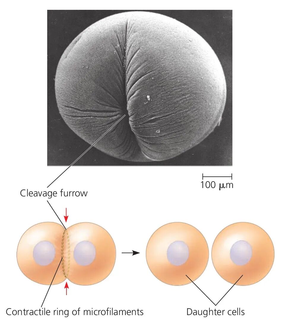 【机构剑桥名师讲生竞】细胞生物学—细胞分裂详解！附机构生物竞赛直通车课程培训~