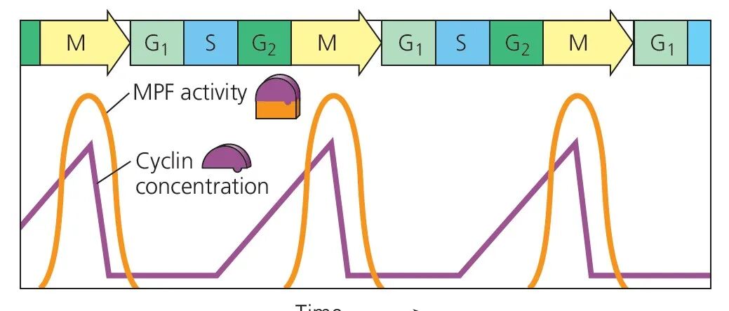 【机构剑桥名师讲生竞】细胞生物学—细胞分裂详解！附机构生物竞赛直通车课程培训~