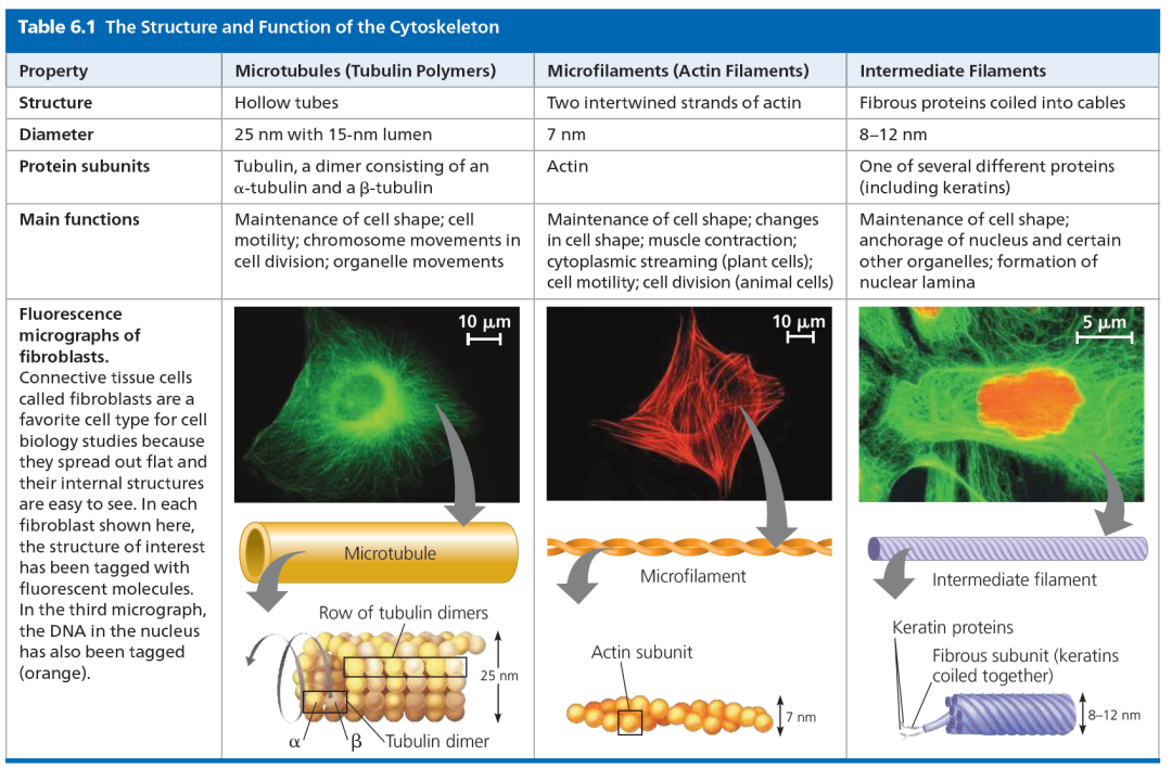 剑桥名师讲生竞—细胞骨架解析！USABO/BBO/BrainBee国际生物竞赛辅导宝藏老师带你攻克重难点！