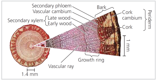 机构剑桥名师讲生竞——植物茎的初生生长与次生生长详解！附USABO和BBO生物竞赛课程培训！