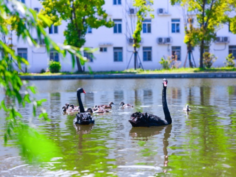 上海日高 | 2026年东光明中日国际高中春季招生简章！