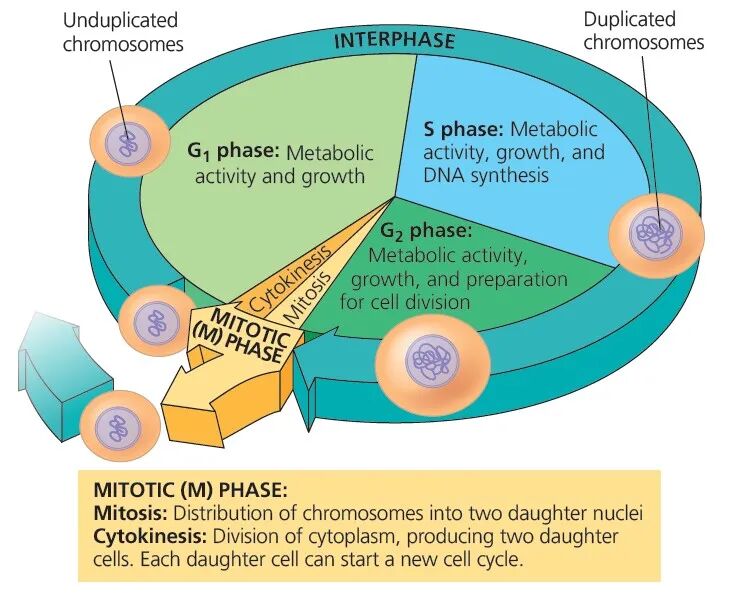 【机构剑桥名师讲生竞】细胞生物学—细胞分裂详解！附机构生物竞赛直通车课程培训~