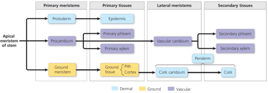 机构剑桥名师讲生竞——植物茎的初生生长与次生生长详解！附USABO和BBO生物竞赛课程培训！