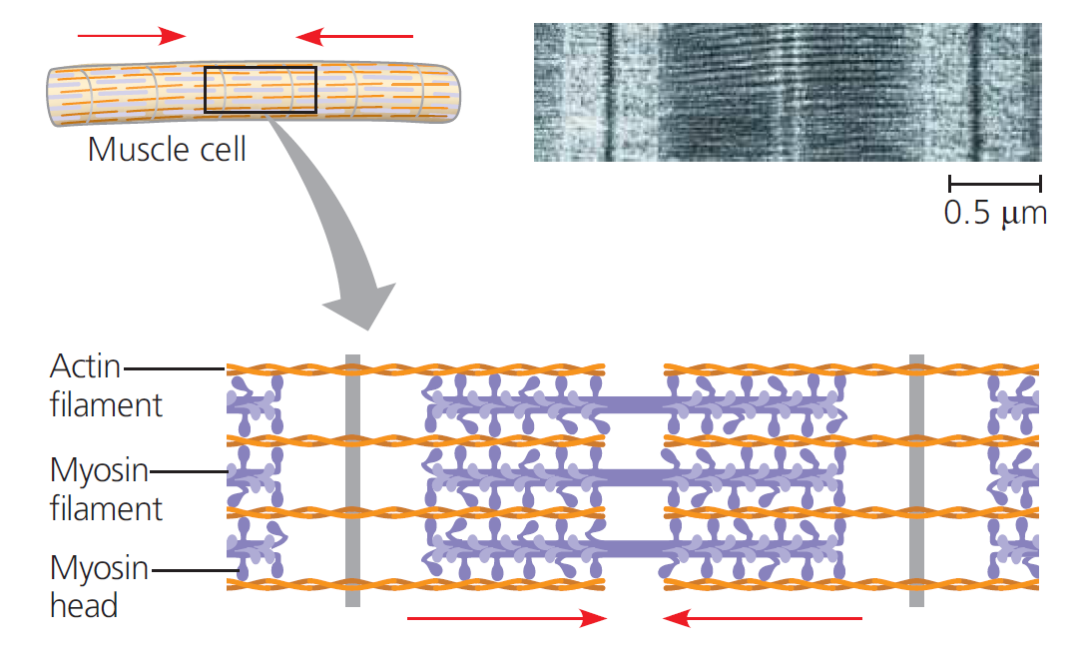 机构剑桥名师讲生竞—细胞骨架解析!USABO/BBO/BrainBee国际生物竞赛辅导宝藏老师带你攻克重难点! 机构剑桥名师讲生竞—细胞骨架解析!USABO/BBO/BrainBee国际生物竞赛辅导宝藏老师带你攻克重难点!