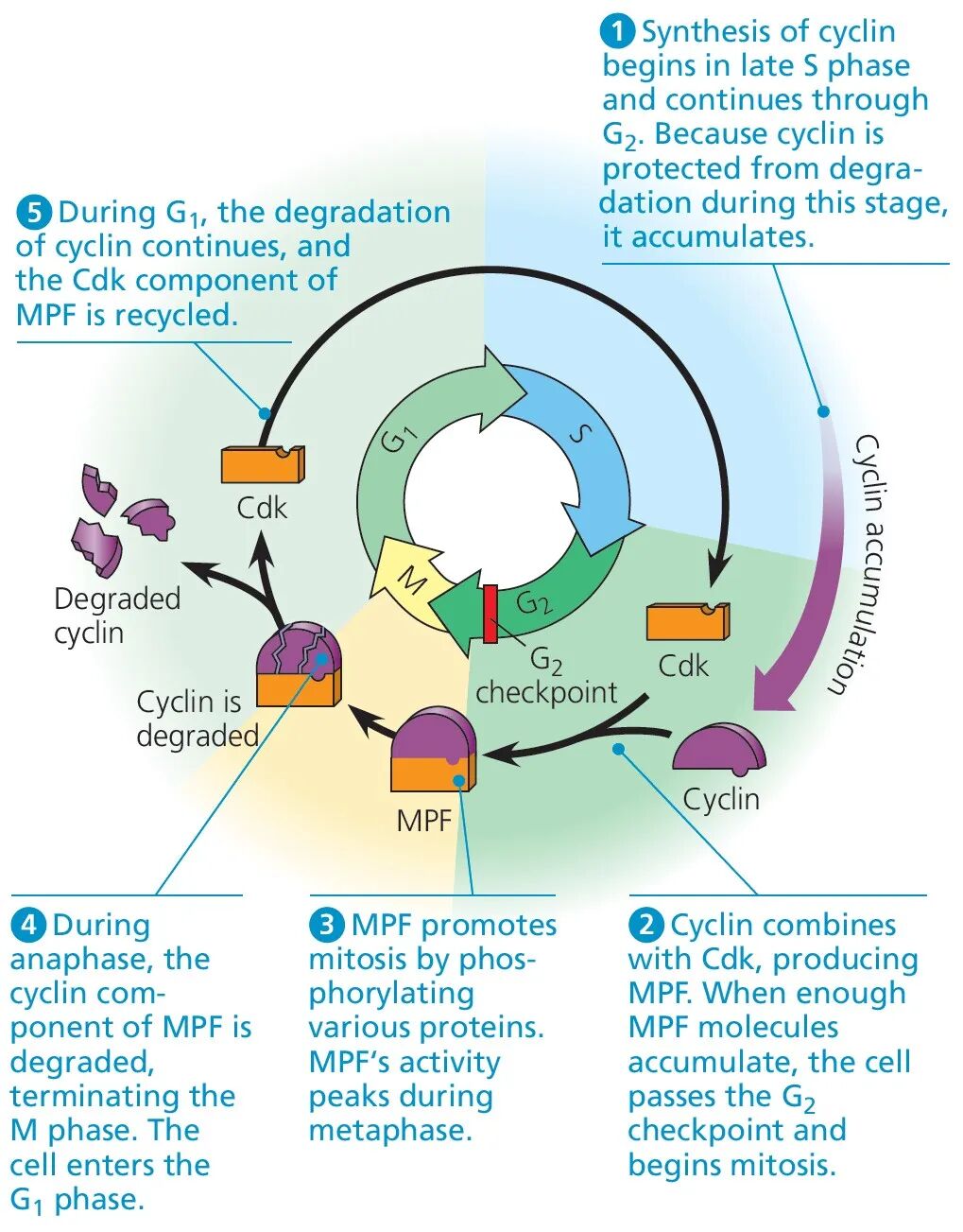 【机构剑桥名师讲生竞】细胞生物学—细胞分裂详解！附机构生物竞赛直通车课程培训~