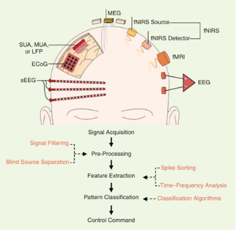从深圳中学到牛津：EPQ脑机接口课题如何成为她的学术通行证