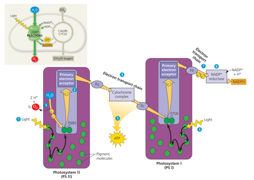 机构剑桥名师讲生竞——光合磷酸化详解：光能驱动ATP合成的精密机制，附USABO/BBO生物竞赛培训课程