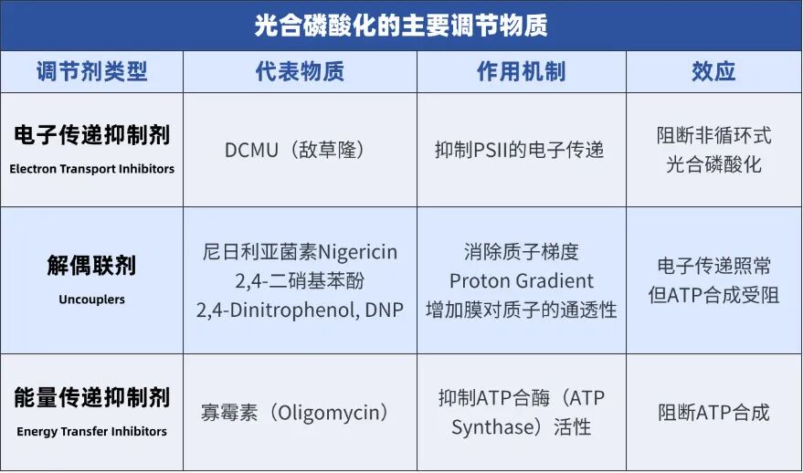 机构剑桥名师讲生竞——光合磷酸化详解：光能驱动ATP合成的精密机制，附USABO/BBO生物竞赛培训课程