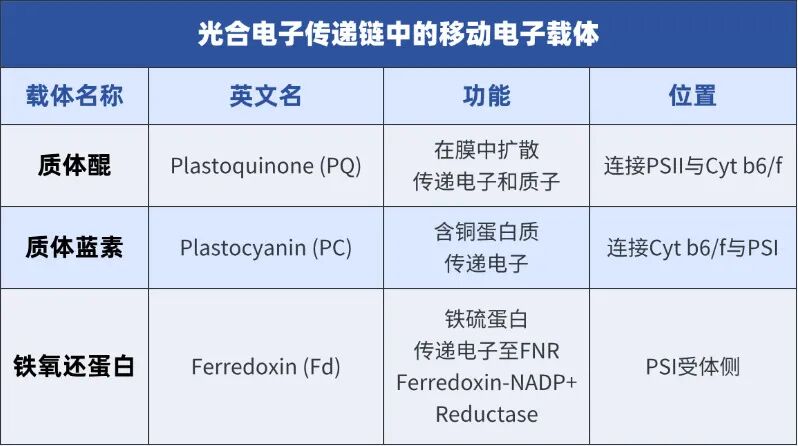 机构剑桥名师讲生竞——光合磷酸化详解：光能驱动ATP合成的精密机制，附USABO/BBO生物竞赛培训课程