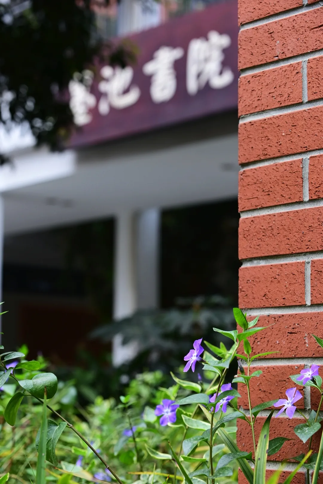 成都公办国际部｜成都七中国际部2026学年招生简章！2月1日开放日报名中！