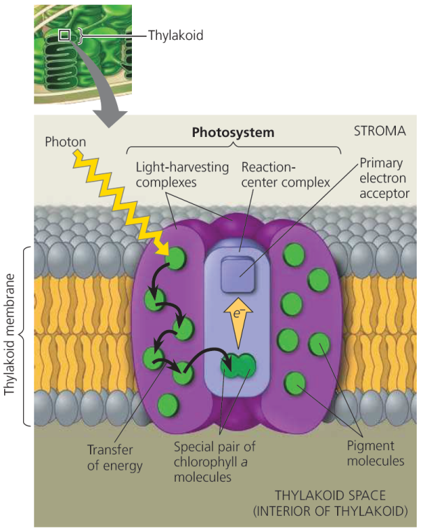 机构剑桥名师讲生竞——光合磷酸化详解：光能驱动ATP合成的精密机制，附USABO/BBO生物竞赛培训课程